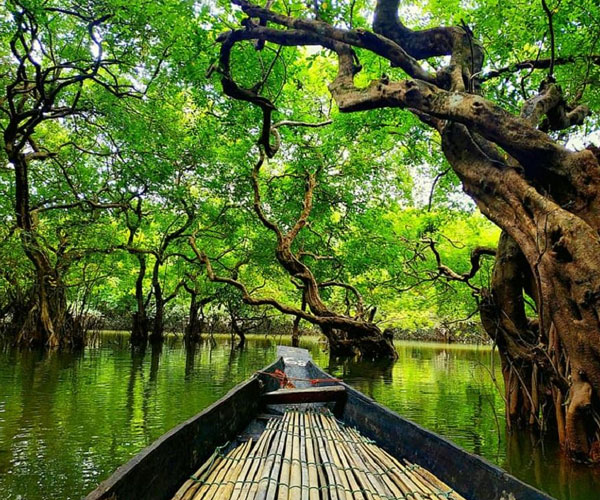 রাতারগুল জলাবন: সিলেটের মুগ্ধকর মিঠাপানির বন